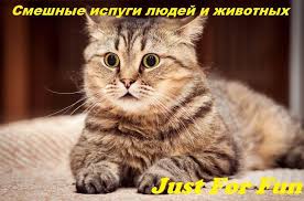 Резултат с изображение за „шутки“