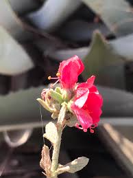 Image result for Commicarpus pedunculosus