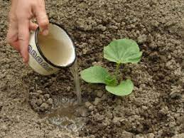 Using a spade, pile the prepared soil into hills. Technology Planting Pumpkin Seeds In Open Ground A Description Of