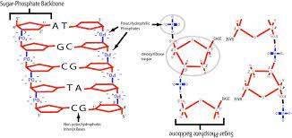 Dna structure has a backbone made of sugar and phosphate groups. Primary Dna Molecular Structure