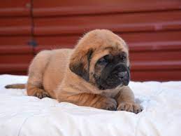 English Mastiff For Sale English Mastiff Puppies Mastiff Puppies British Mastiff English Mastiff
