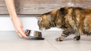 An alarming number of cats are developing diabetes mellitus, which is the inability to produce enough insulin to balance blood sugar, or glucose, levels. Diabetic Cat Food For Effective Management Purina