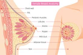 Usual features of inflammation are skin thickening, redness and warmt. Pimple Like Bumps On The Aerola Or The Breasts Women S Health Medical Answers Family Health Center Steadyhealth Com