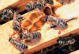 Cambridge Festival: From Bees To Bots: Exploring The Space Of Possible Minds