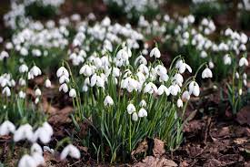 Are Snowdrop Bulbs The Next Speculative Bubble Money