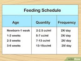 At two weeks old a bunny´s brain is not formed (the neuronal pathways have not been established) so you can not do any actual training. How To Care For A Baby Wild Rabbit With Pictures Wikihow