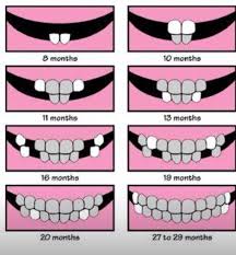 Teeth Growth Chart For Babies Baby Teeth Falling Out Chart