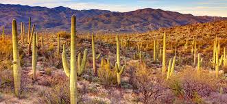 How can i effectively transplant a saguaro cactus? A Field Guide To Arizona Cacti Vbt Active Travel Blog Vbt Bicycling Vacations