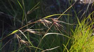 Image result for Themeda triandra