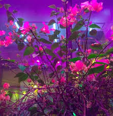 Aesthetic Dark Pink Purple Flower Night Aesthetic Neon Aesthetic Flower Aesthetic