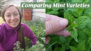 Check spelling or type a new query. Comparing Types Of Mint Plants Spearmint Apple Chocolate Youtube