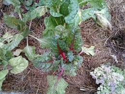 Swiss Chard Growing In The Autumn Garden Kyle Planted For The Pantry At Chagrin Falls Park Community Center Plants Autumn Garden Autumn Park