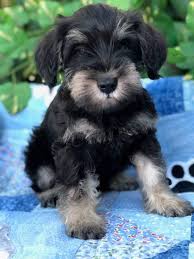 Join our community of paw lovers across the u.s. Miniature Schnauzer Puppies Information Online Shopping