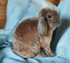 Satin Mini Plush Lop - Gillys Plush Lops Mini Lop Rabbit Animals Lop Bunnies