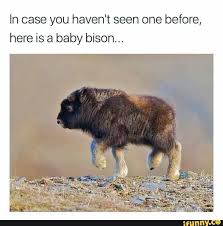 In Case You Haven T Seen One Before Here Is A Baby Bison Ifunny Baby Animals Funny Baby Animals Pictures Cute Animals
