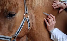 Vaccinated horses need an annual booster, which can be given at any time of year. What Is Equine Herpes Virus Ehv With Pictures