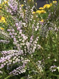 Image result for Faurea intermedia