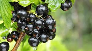 Rote und weiße johannisbeeren erntet man ab mitte bis ende juni, schwarze johannisbeeren reifen etwa einen monat später. Johannisbeeren Gutekueche Ch