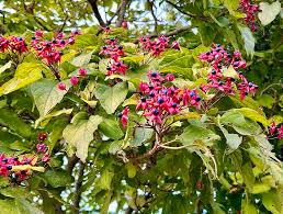 Image result for Clerodendrum melanocrater