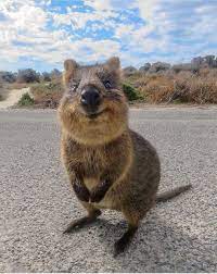 Australian Quokka In Rottnest Island Western Australia Cute Animal Pictures Cute Little Animals Quokka
