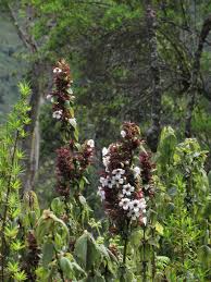 Image result for Mimulopsis