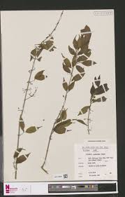 Image result for Kotschya carsonii