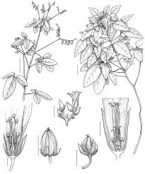 Image result for Oxalis barrelieri