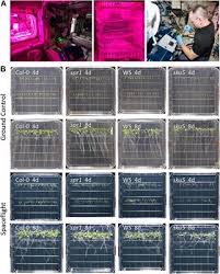 Genetic dissection of the arabidopsis spaceflight transcriptome: Frontiers Root Skewing Associated Genes Impact The Spaceflight Response Of Arabidopsis Thaliana Plant Science