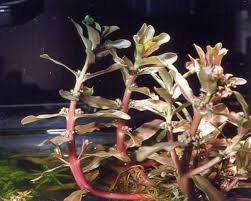 Image result for Nesaea passerinoides