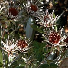 Image result for Macledium zeyheri