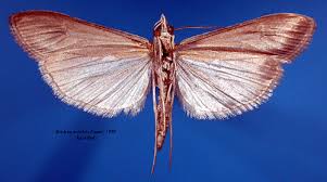 Image result for Euclasta