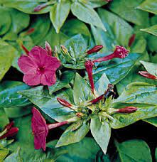 They can also be light pink to almost white in color. Four O Clock Plant Britannica