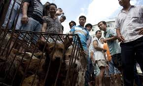 El 21 de junio es el 172.º (centésimo septagésimo segundo) día del año en el calendario gregoriano, 173.º en los años bisiestos. China Celebra La Exposicion Canina Mas Importante Del Mundo Previa Al Festival De Carne De Perro Perro Exposicion Canina The Epoch Times En Espanol