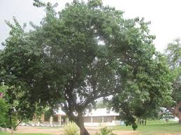 Image result for Volkameria glabra