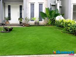 Rumput varigata adalah jenis rumput gajah mini dengan strip putih di tengah daunnya. Rumput Gajah Mini Dan Rumput Gajah Mini Variegata Konstruksi