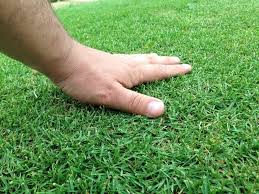 Zoysia is found mostly in and from the middle part of the u.s. Zoysia Grass Sod Delivery And Installation