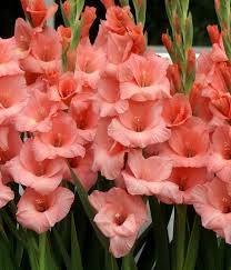 Forte Rosa Gladiolus Gladiolus Flower Gladiolus Bulb Flowers