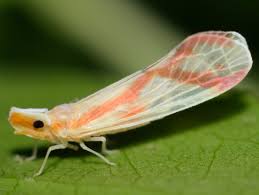 Image result for Otoptera burchellii