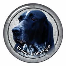 Image result for auvergneský ohař