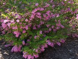 Image result for Indigofera filipes