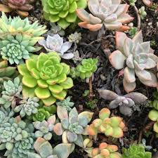 When we think of cacti it is not in growing mode and introducing extra nutrients into the soil may cause more damage than can succulents grow in the shade? How To Make Succulent Soil At Home Succulent City