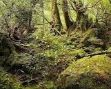 Image de Yakushima Japan