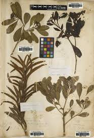 Image result for Phyllanthus hutchinsonianus