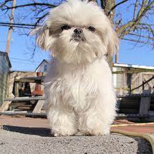 Pin On Abba The Shih Tzu Friends