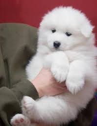 Buying a samoyed puppy for sale in california should be considered, and the buyer science that is acquiring a life that must be cared for and treated with love and affection. Samoyed Puppies For Sale