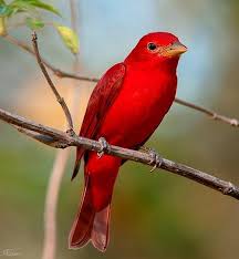 Birds Of A Feather Song Rio Summer Tanager Mother S Day At The Frog Pond And October 2015 At Home Beautiful Birds Birds Colorful Birds