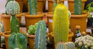 Watering an unrooted cactus can cause problems. Cactus Propagation Starting Cactus Pups Pads Seeds And Plants