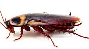 The palmetto bug otherwise referred to as the florida woods cockroach. How To Kill Smokybrown American Roaches Aka Palmetto Bugs The State