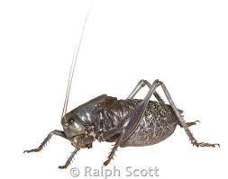 Mormon Cricket - Montana Field Guide