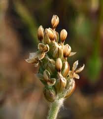 Image result for Plantago